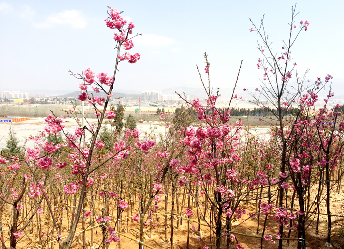 绿化昆明  共建春城——集团尖山义务植树显担当